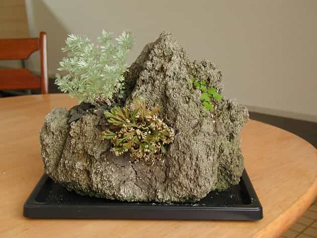 岩ひば・朝霧草・大文字草1