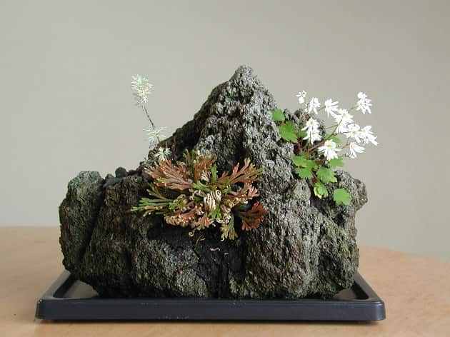 岩ひば・朝霧草・大文字草2