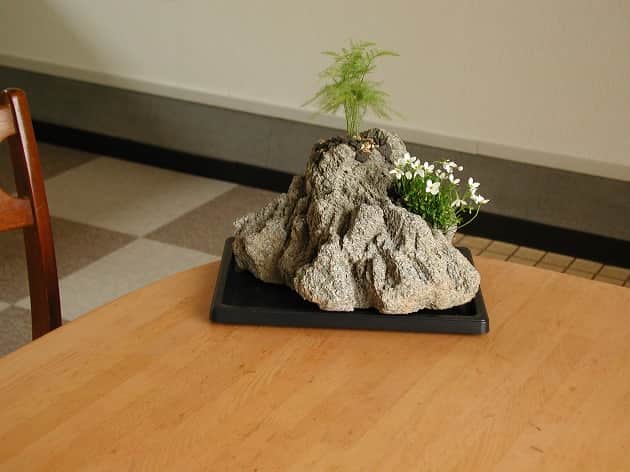 白花ヒナソウとアスパラガス・プルモーサス1