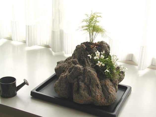 白花ヒナソウとアスパラガス・プルモーサス2