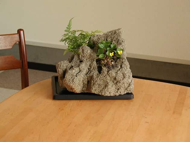 苗場黄すみれとタバリア・ラビットフット1