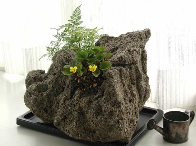 苗場黄すみれとタバリア・ラビットフット2