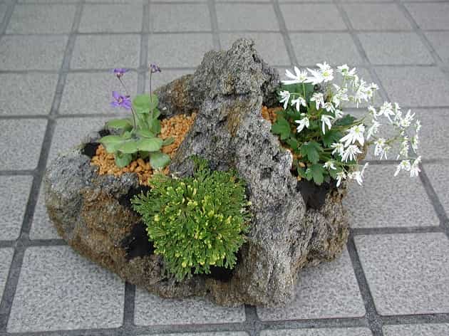 ３ホール風情鉢